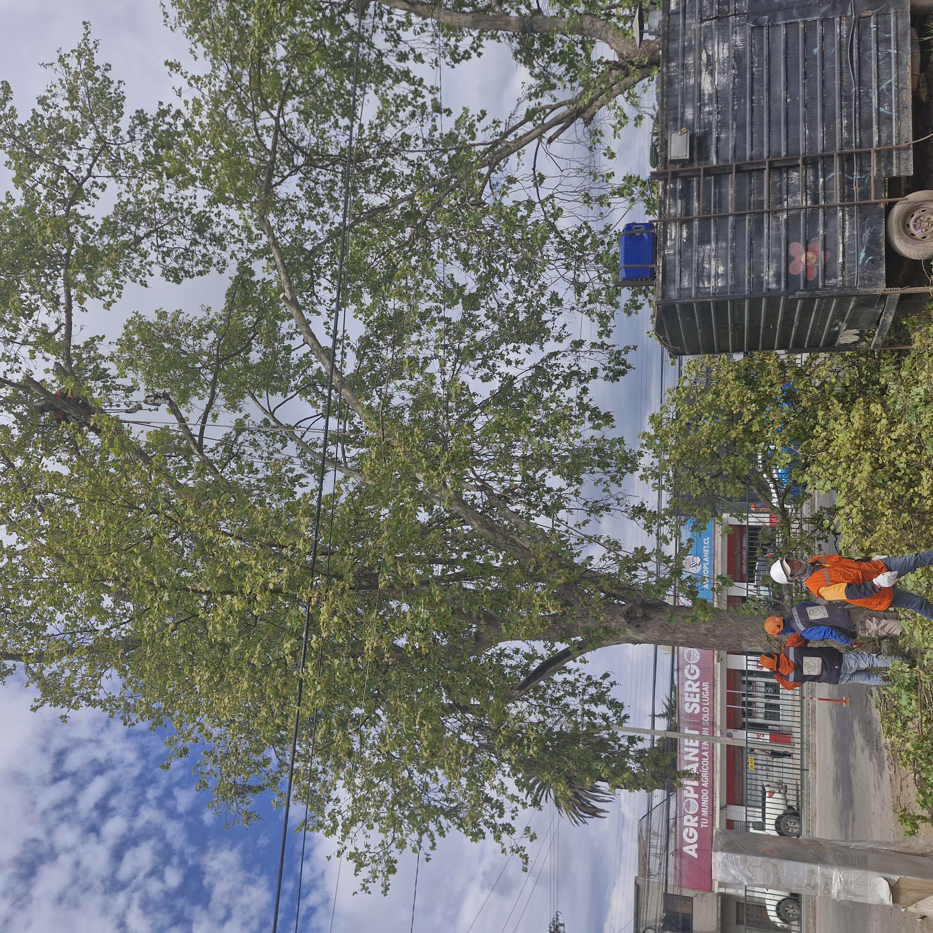 Contamos con experiencia real en trabajos de poda y tala en distintos tipos de espacios.