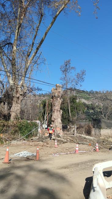 Demarcación y Corte de Árboles | Podas y Talas Isaias en Chile