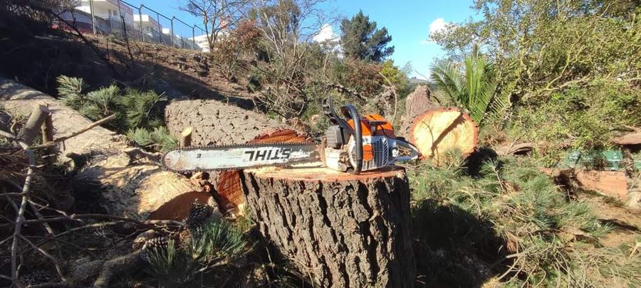 Poda de Potencia en Árboles Altos | Podas y Talas Isaias Chile