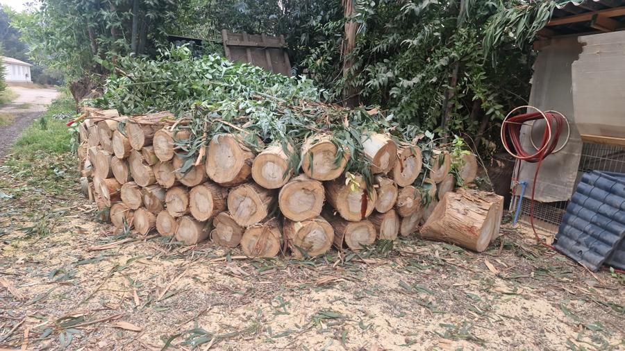 Trozado de Árboles y Troncos | Servicio en Todo Chile