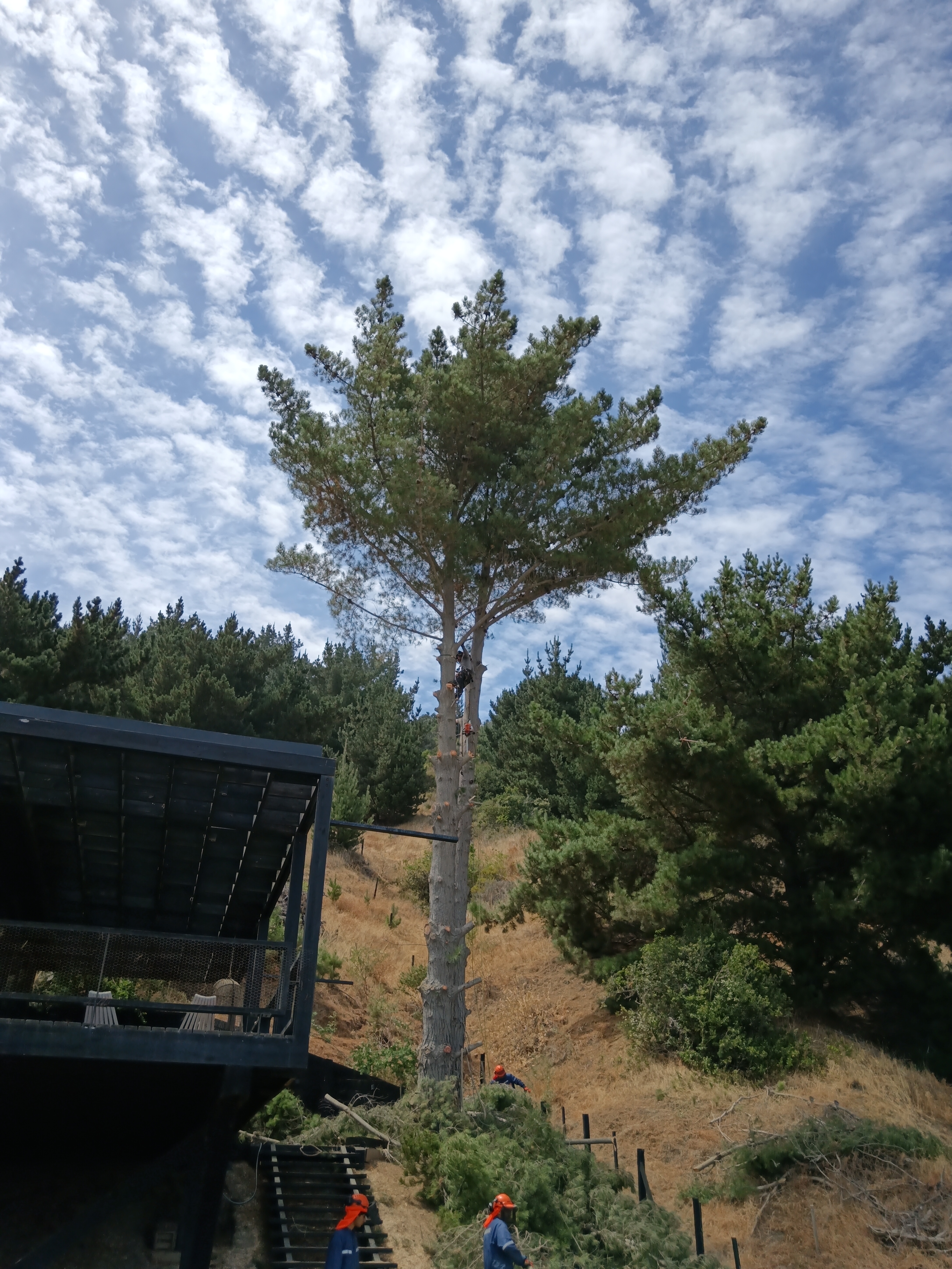 🌳 Podas de Árboles – Servicio Profesional, Seguro y Sustentable en Todo Chile