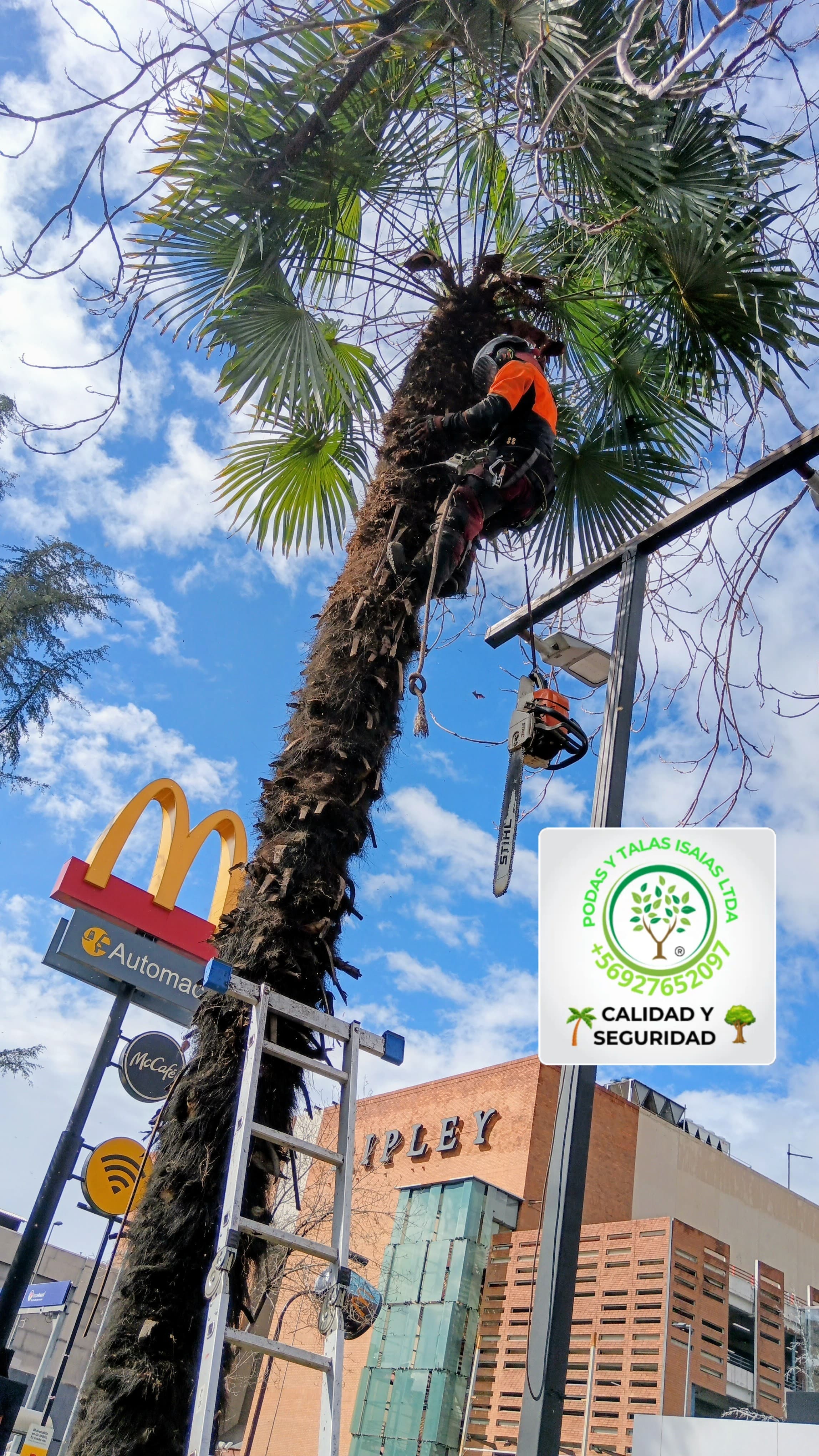 🌴 Poda o Tala de Palmeras – Servicio Profesional y Seguro en Todo Chile