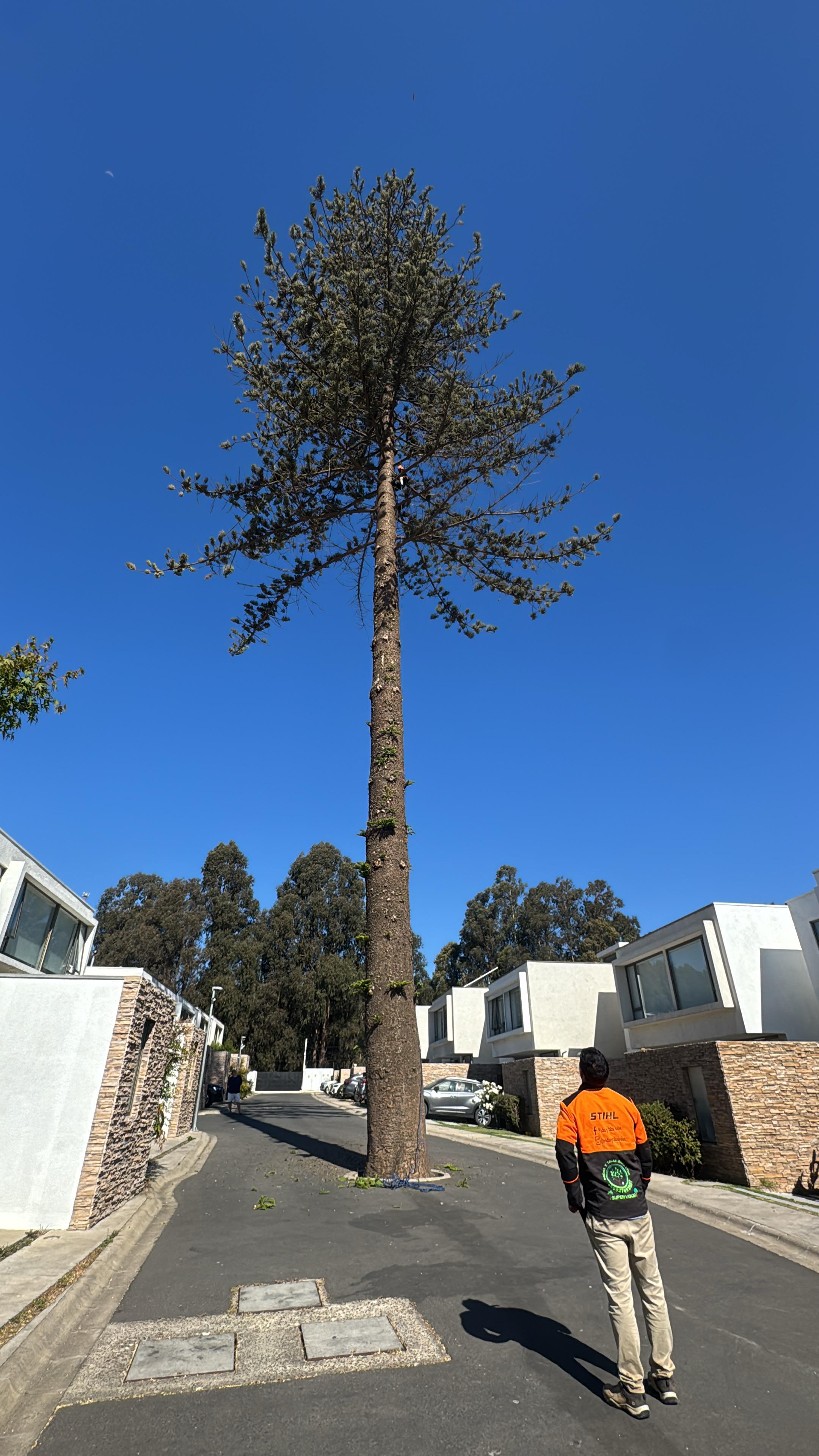 Poda de árboles de gran altura en zonas residenciales